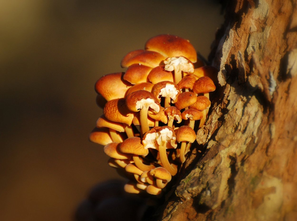 Опята летние и осенние