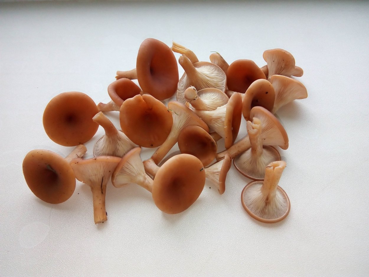 Грибы опята в Адыгее