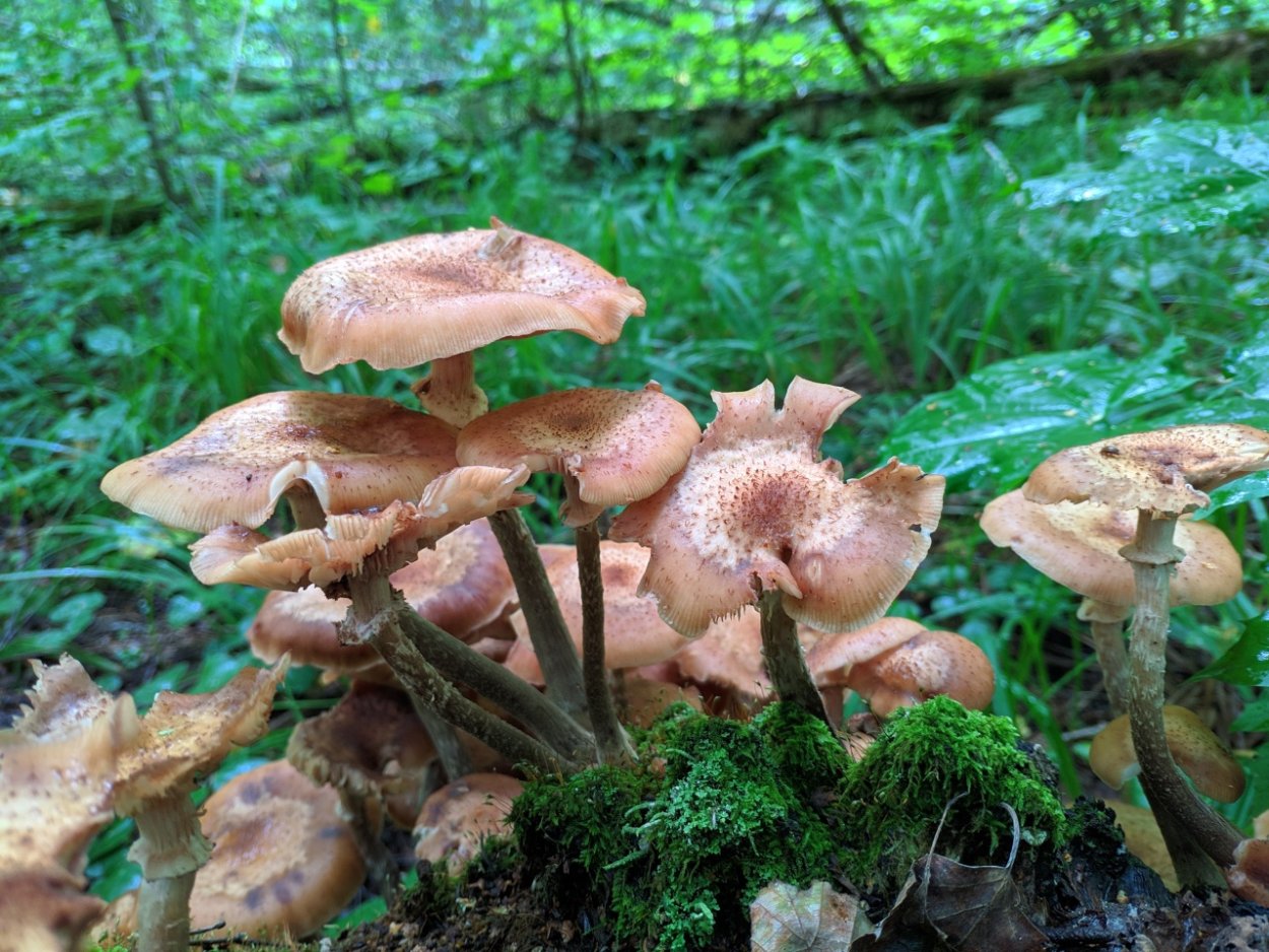 Опенок осенний (Armillaria mellea; Armillaria Borealis