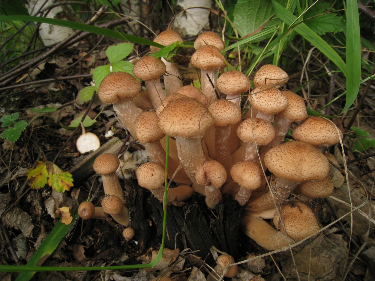 Луговые опята съедобные