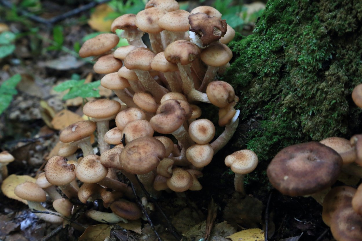 Опята осенние полевые