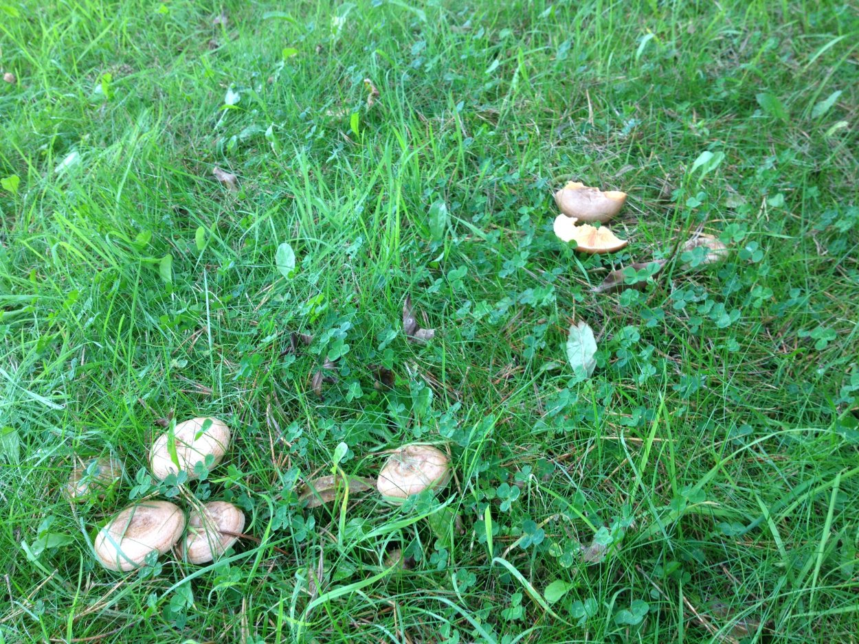 Грибы растут на Поляне