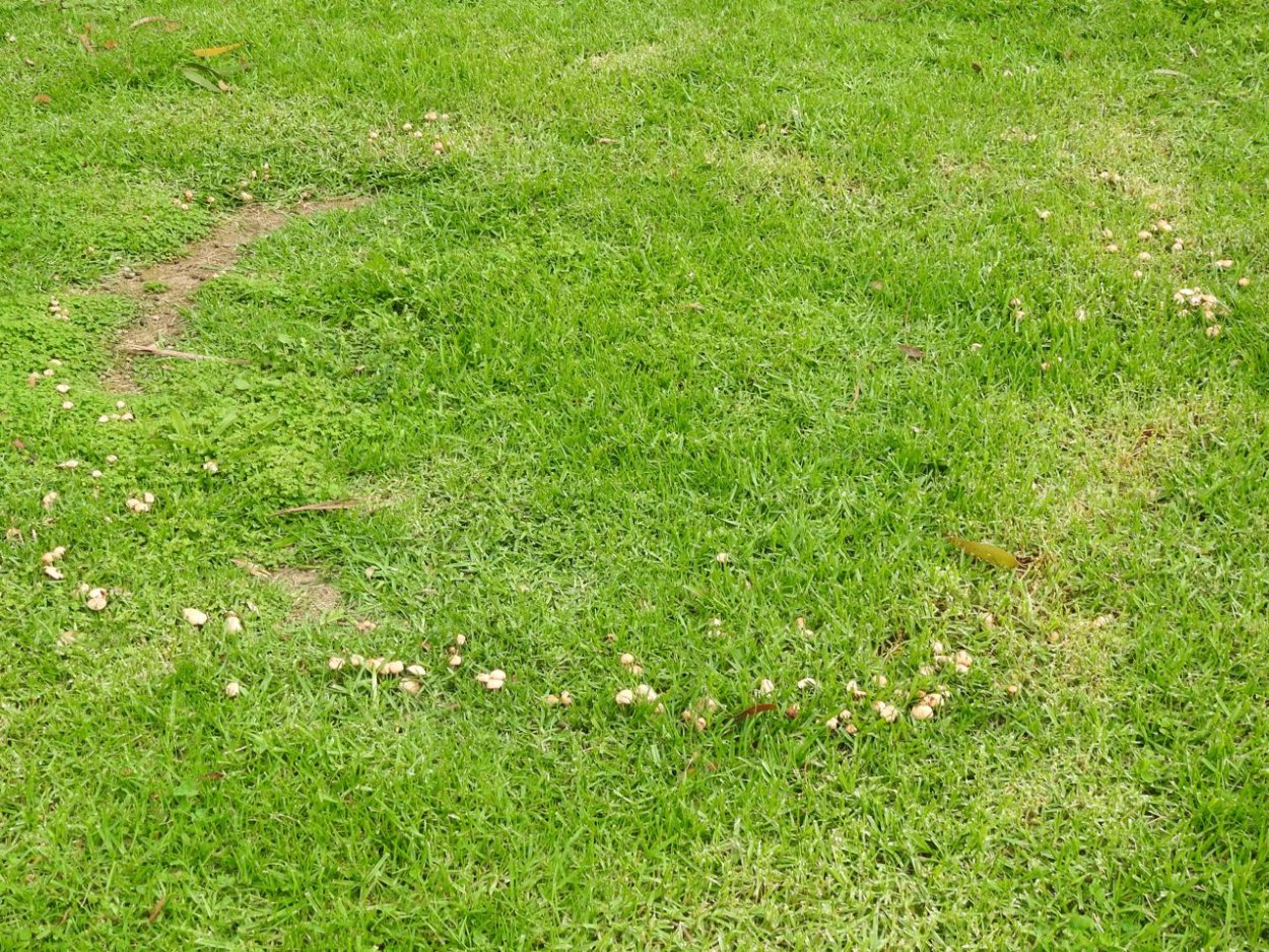 Маслята и опята