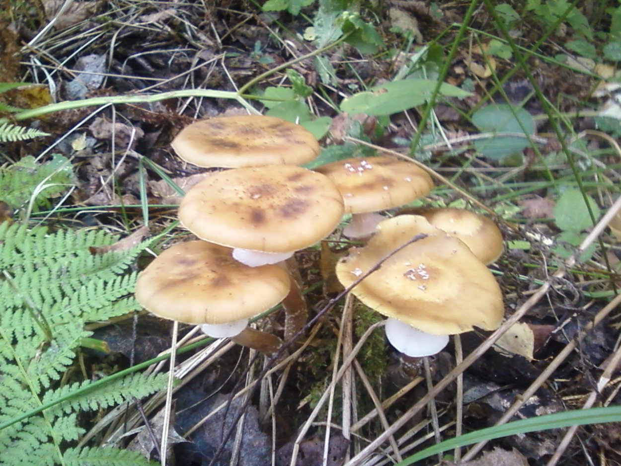 Опята в саду