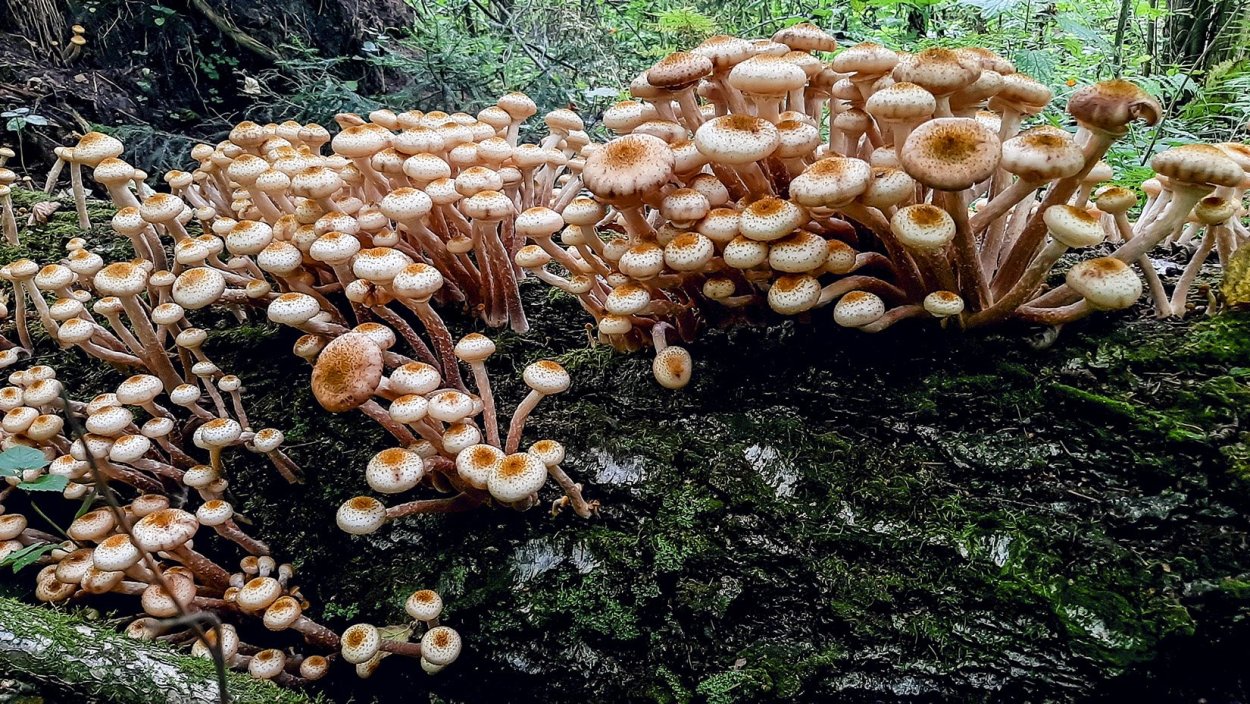 Приморский осенний опенок опёнок