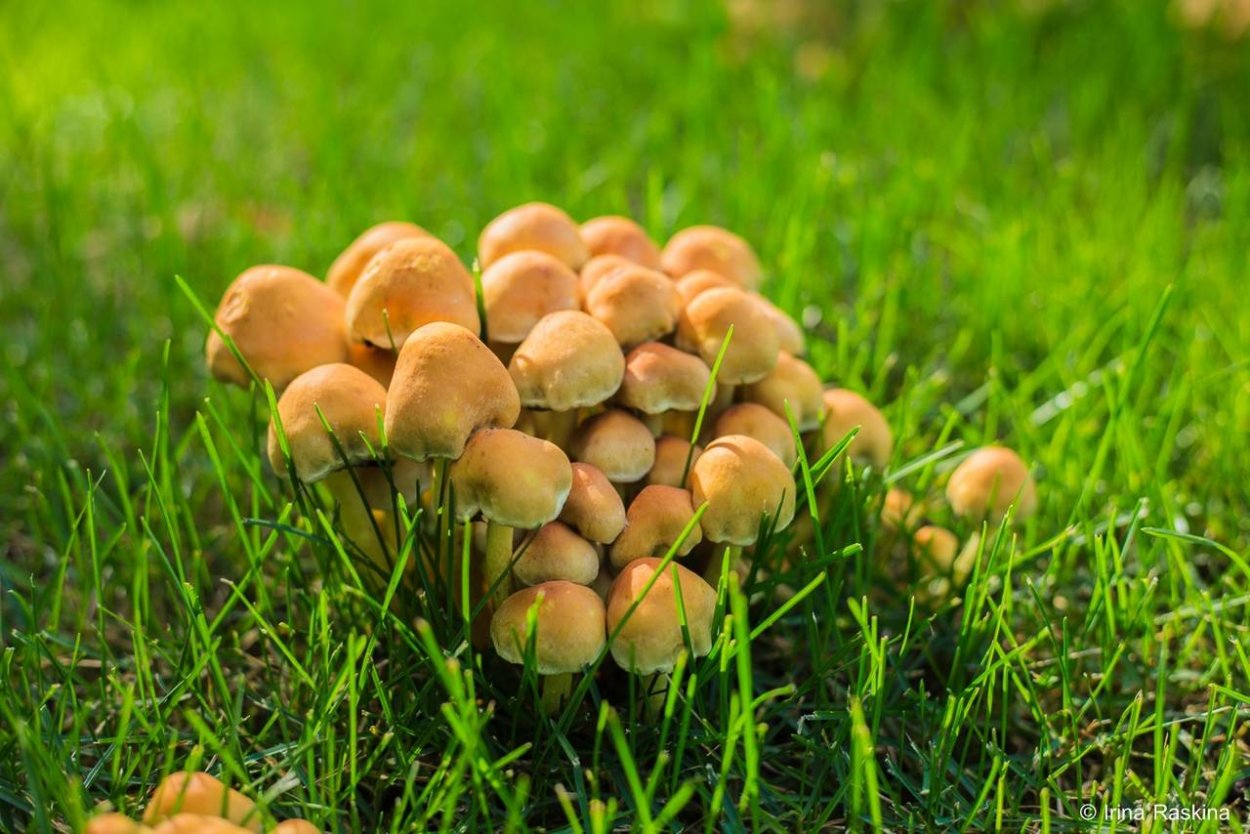 Опята луговички