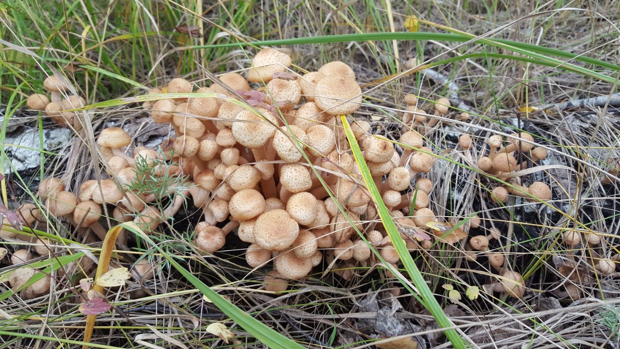 Опята съедобные в Омской области
