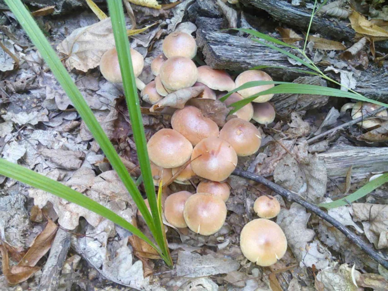 Опенок Луговой Marasmius Oreades