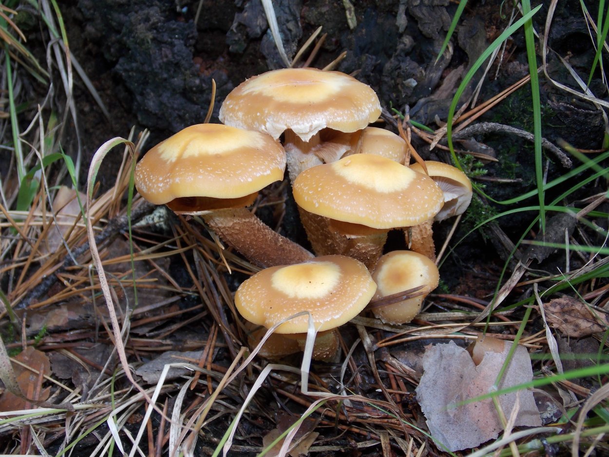 Луговой опенок Грибоведы