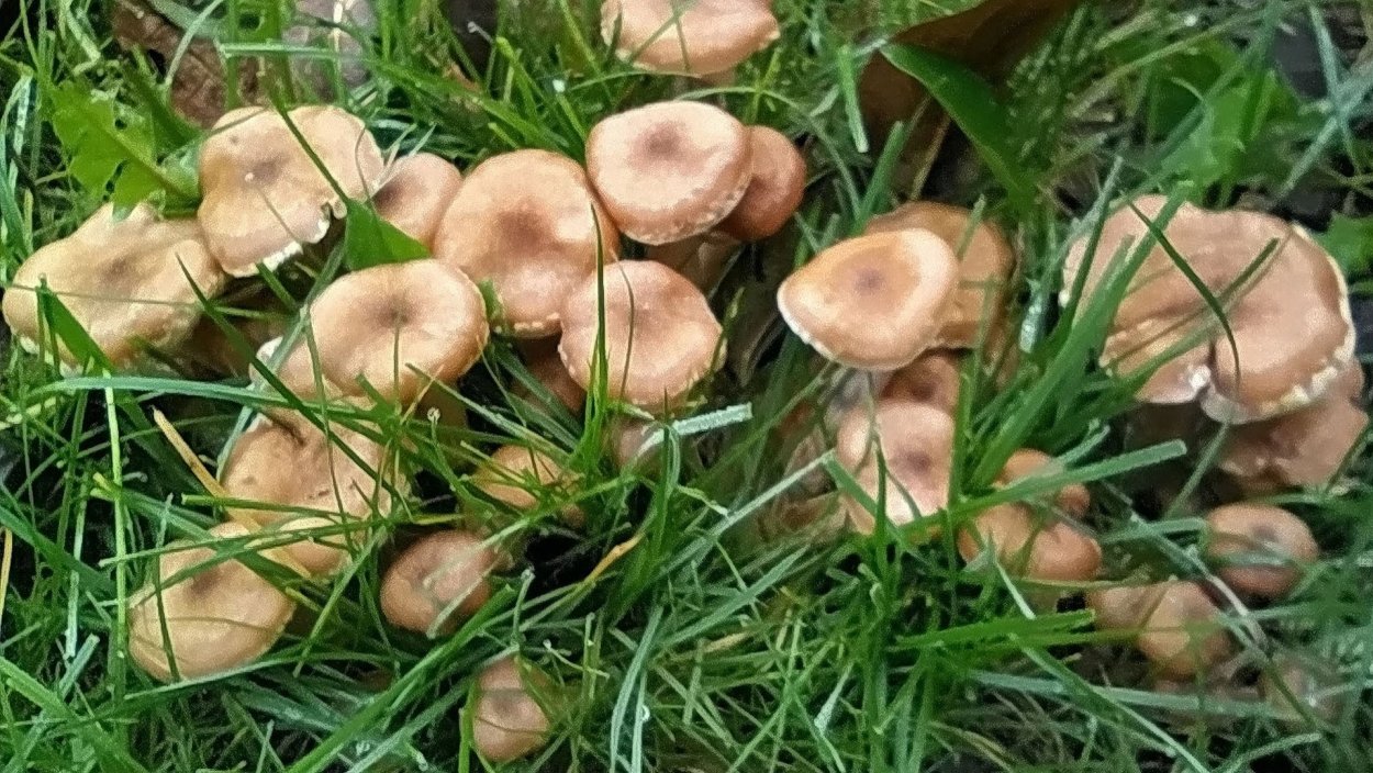 Луговые опята съедобные рядовки