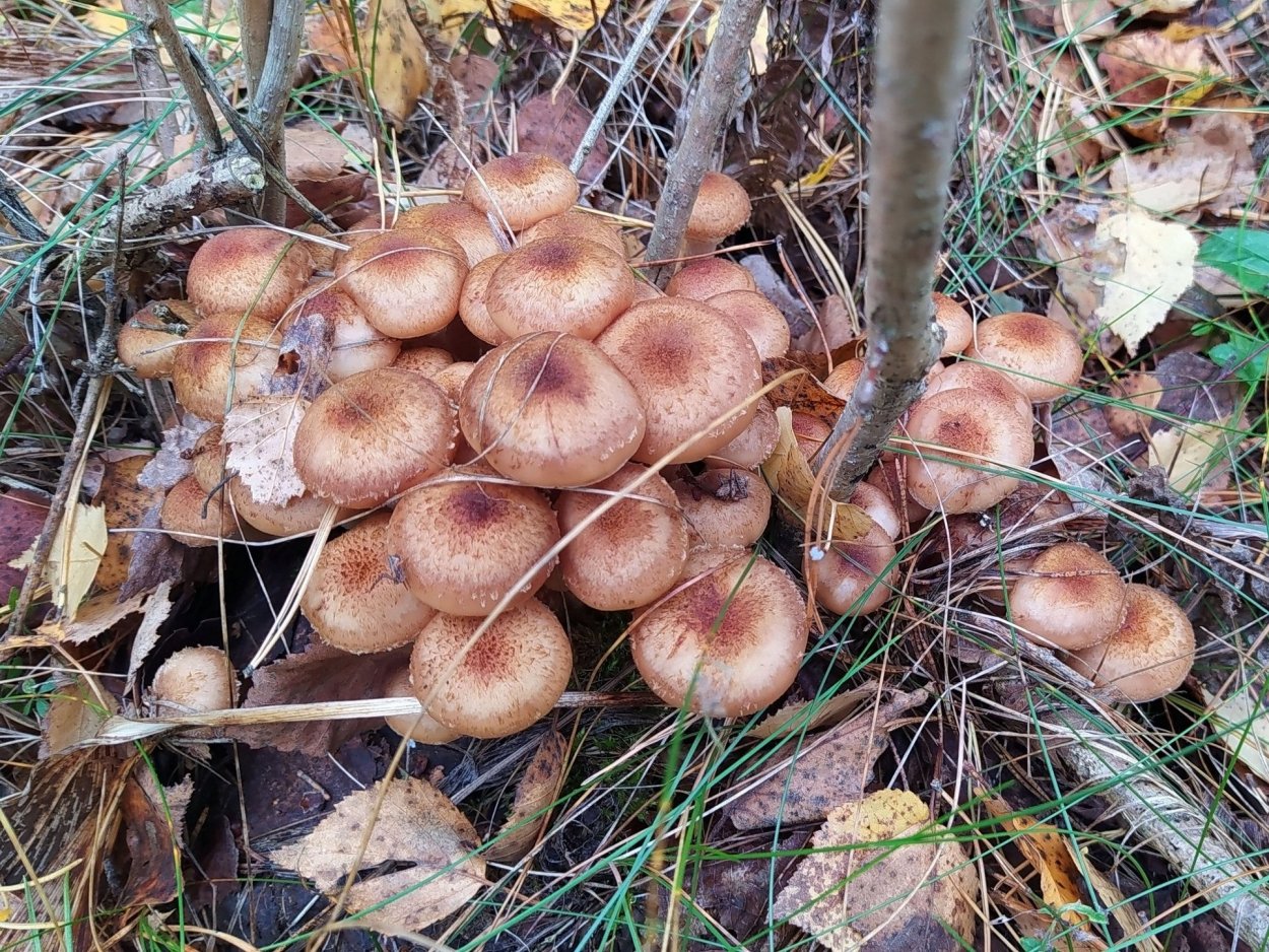 Опёнок Луговой опасный