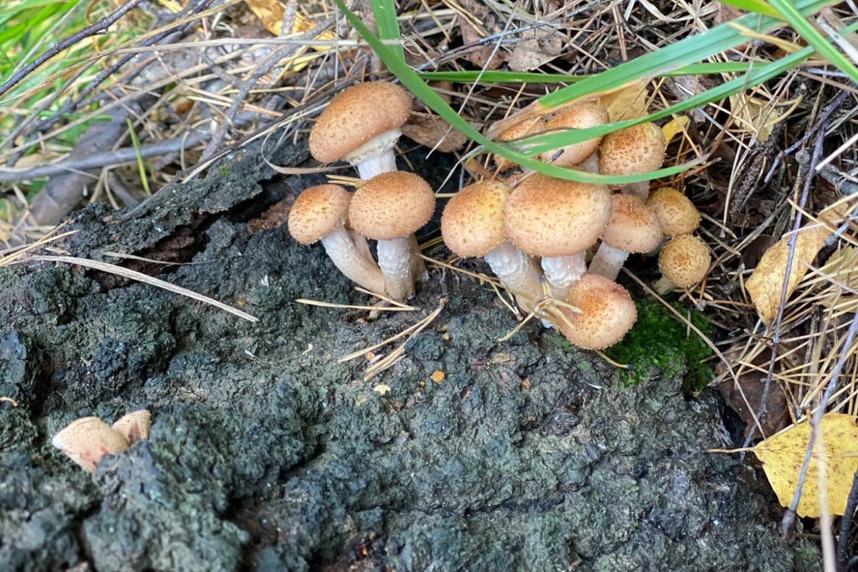 Негниючник Луговой