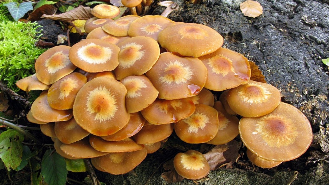 Лесные опята ложные