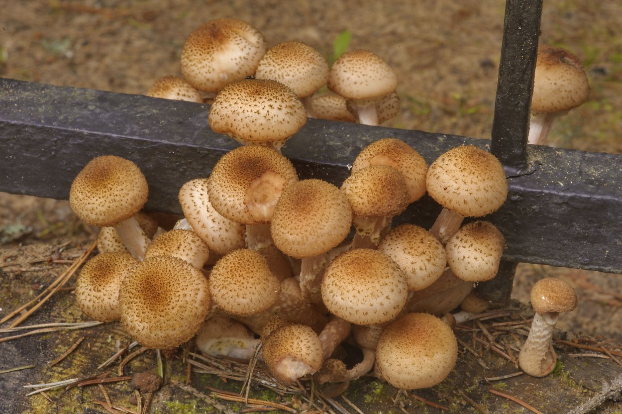 Опенок Луговой негниючник