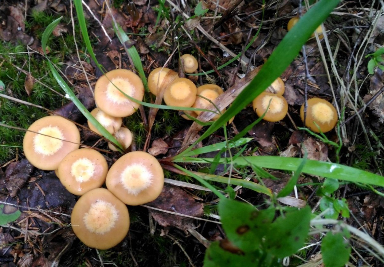 Опенок летний (kuehnerоmyces mutаbilis).