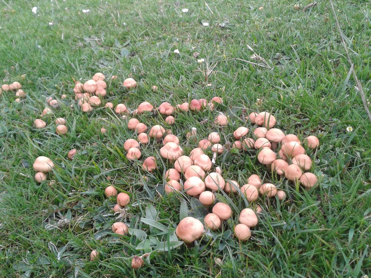 Опенок Луговой Marasmius Oreades