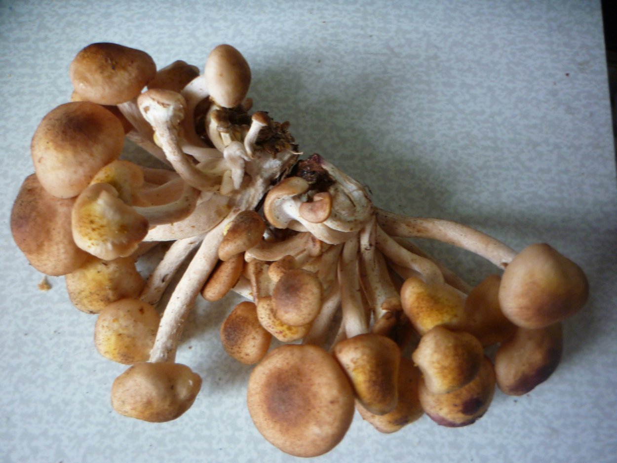 Грибы рыжики и опята