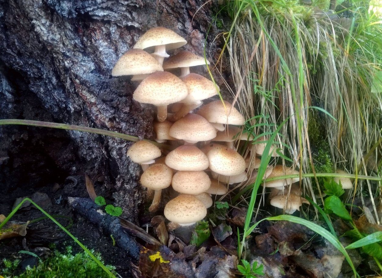 Лже опята осенние