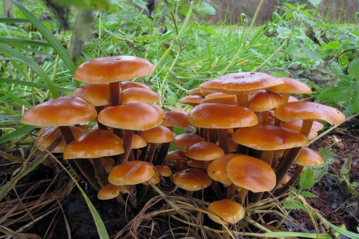 Королевские опята съедобные