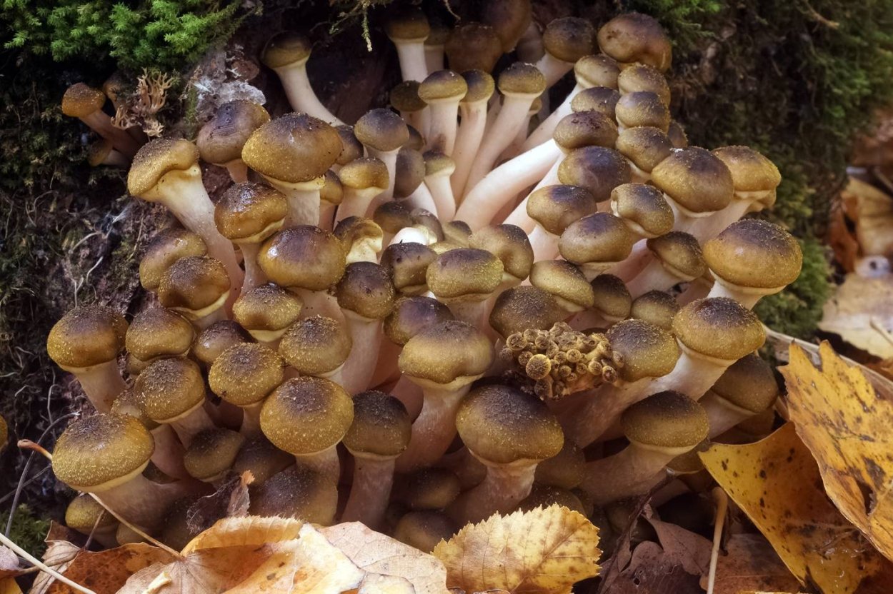 Фолиота Pholiota pinicola.