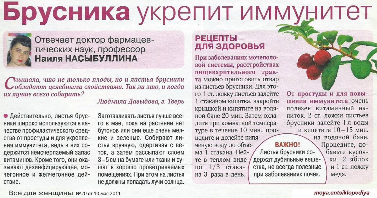 Брусничный лист полезные