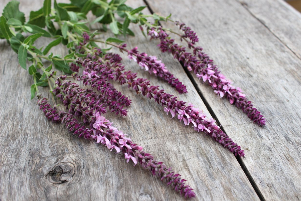 Иссоп лекарственный