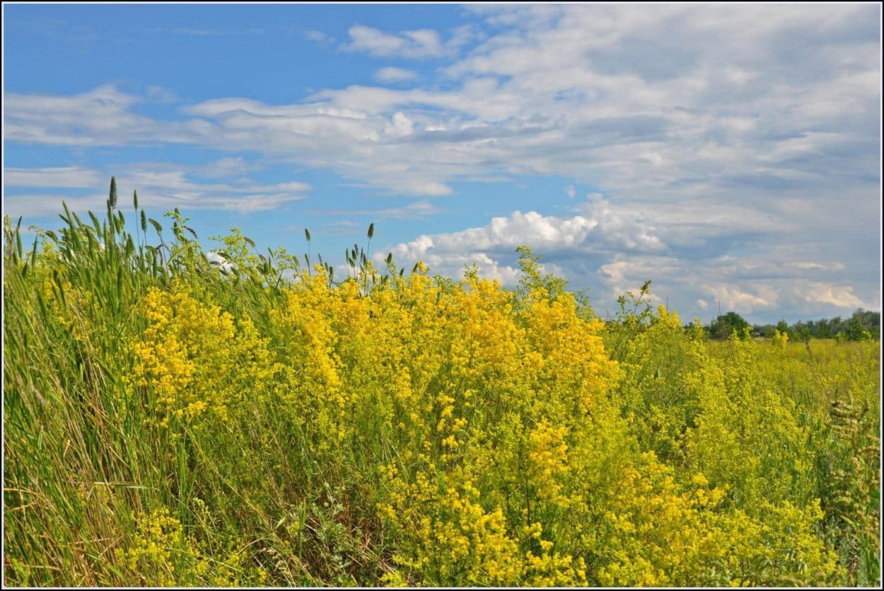 Атлас луговых трав Подмосковья