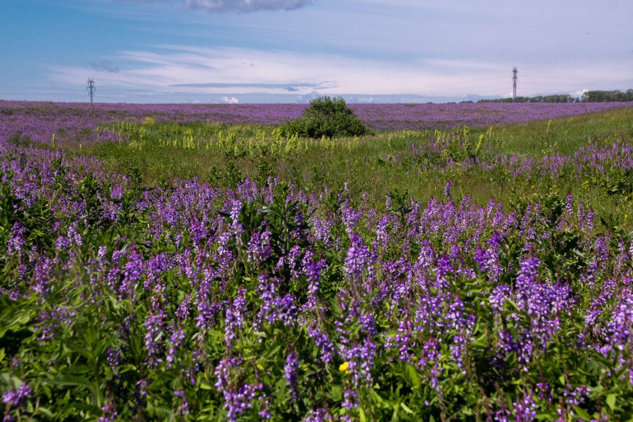 Шалфей лавандоволистный