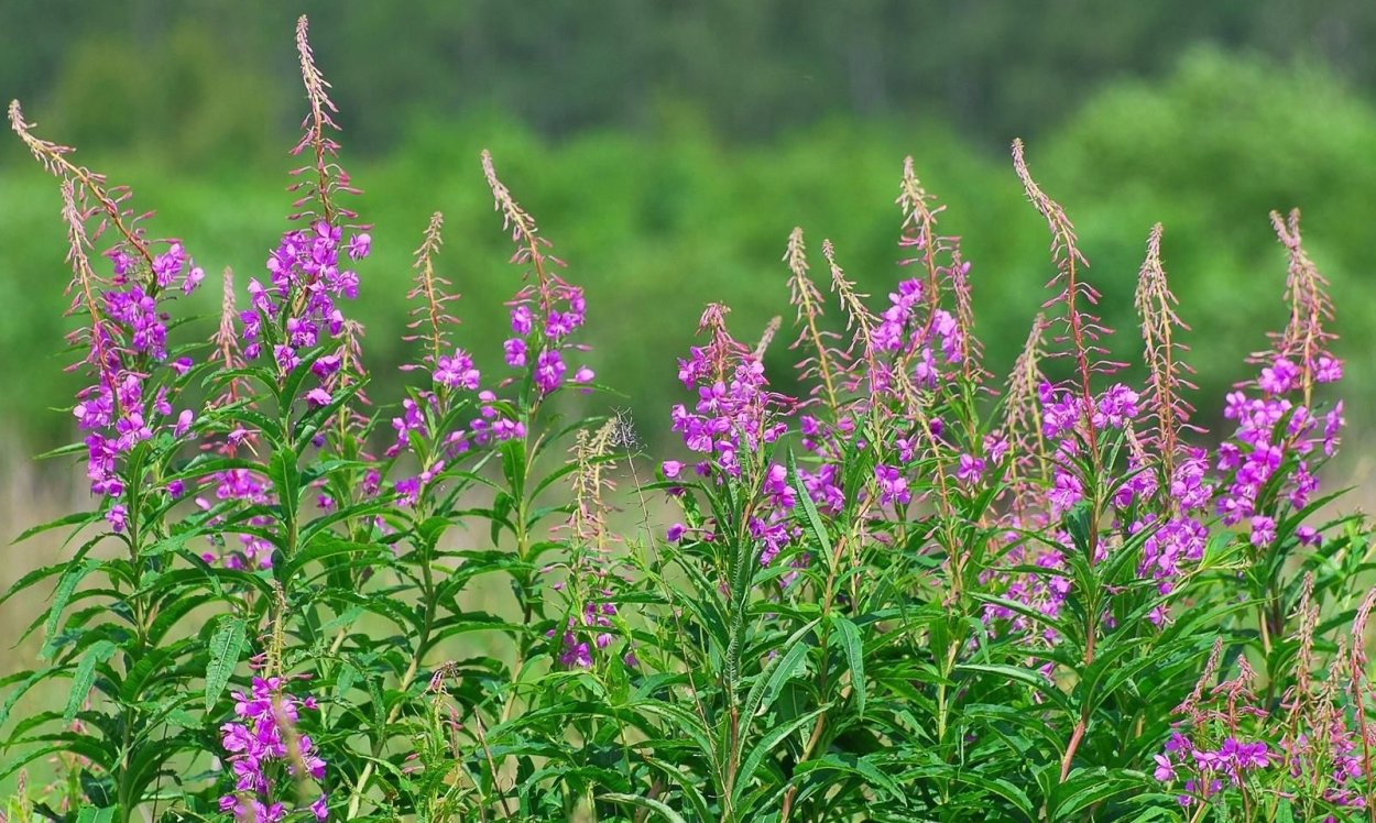 Кипрей лекарственное растение