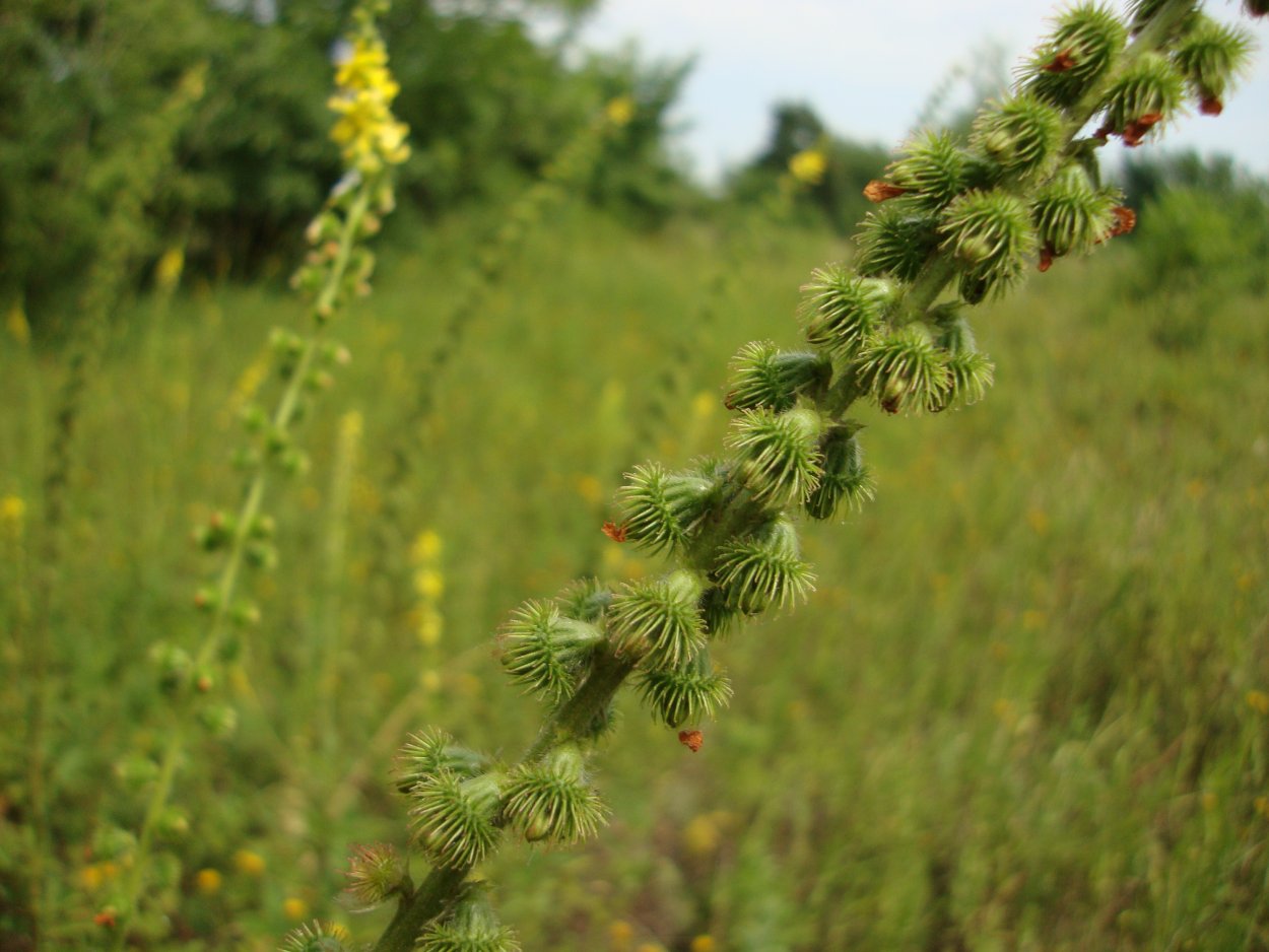 Лабаз трава