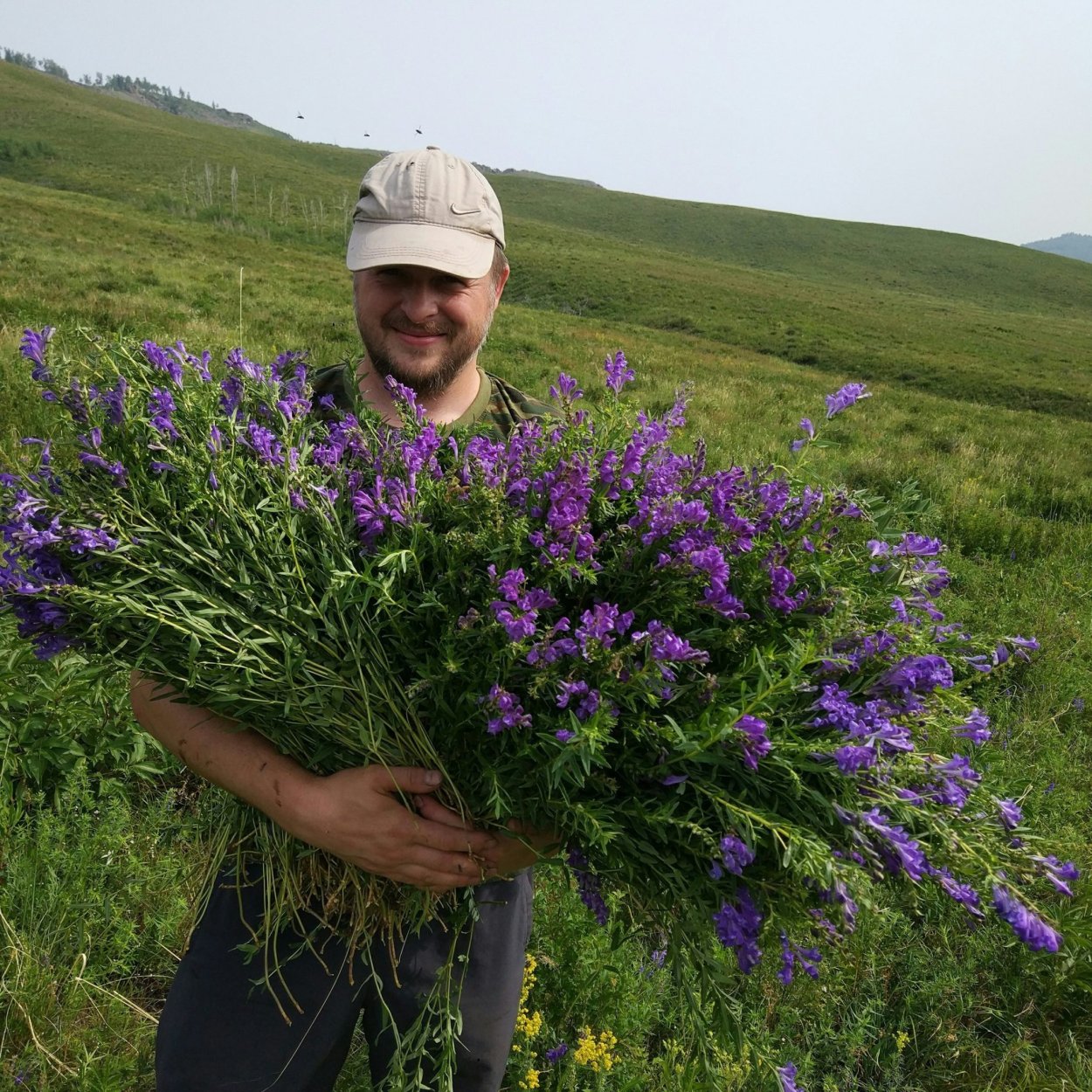 Лекарственные растения Донбасса