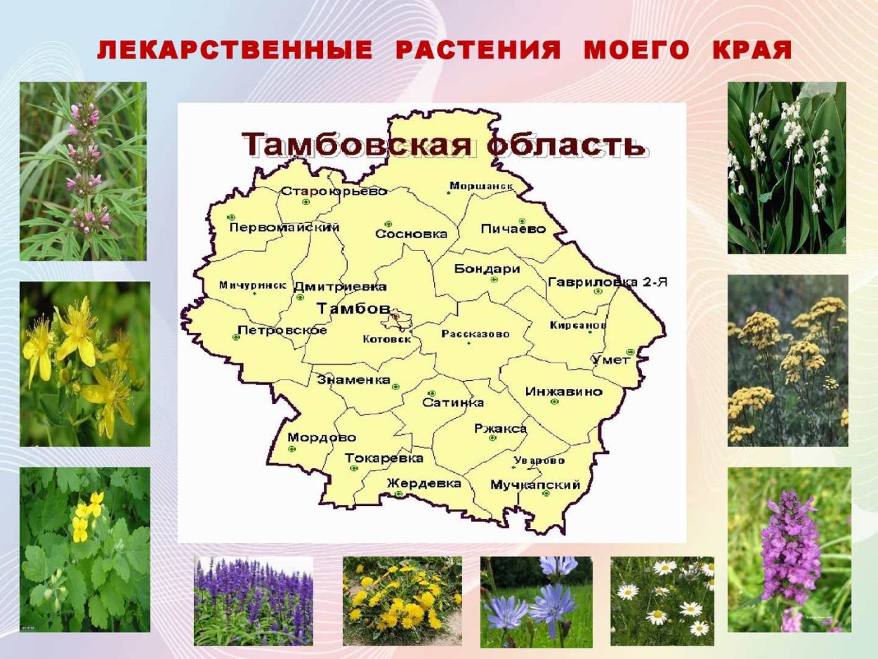 Трава чистотел применение