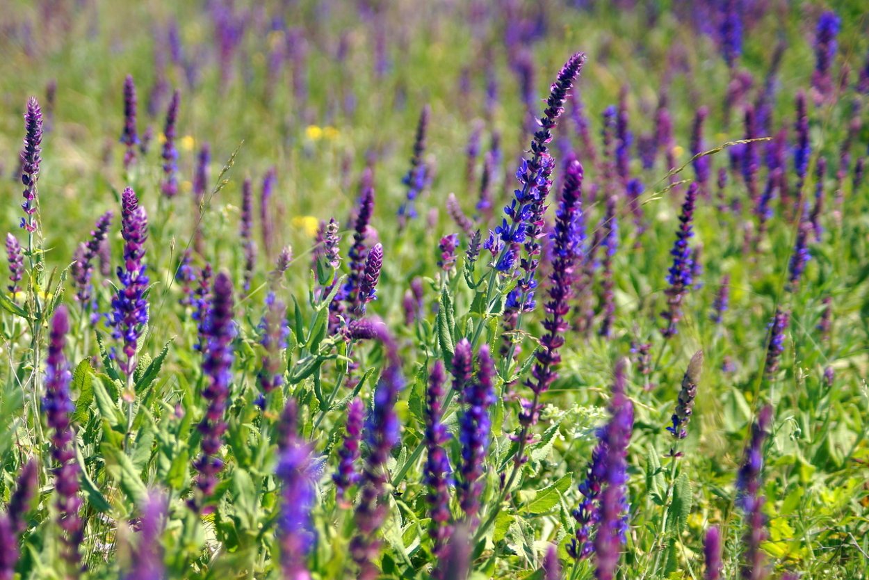 Лекарственные растения описание