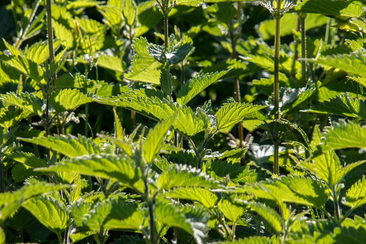 Cannabis Sativa Flores