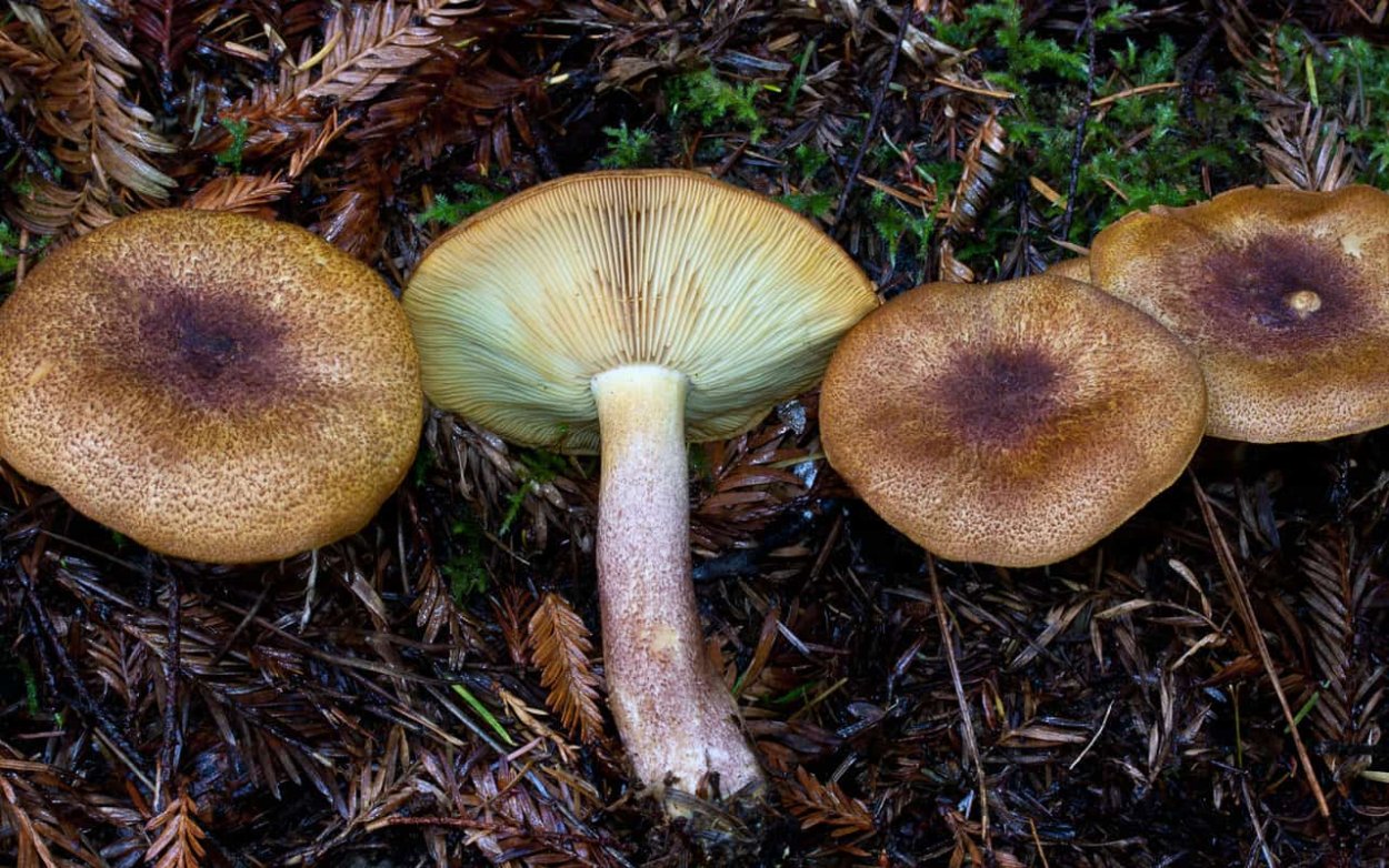 Рядовка серно-желтая