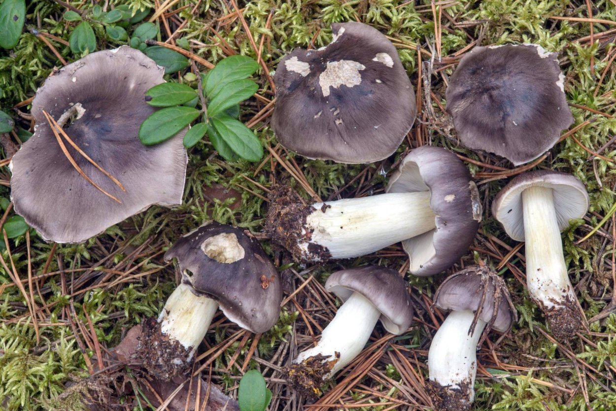 Зеленушка гриб ядовитый