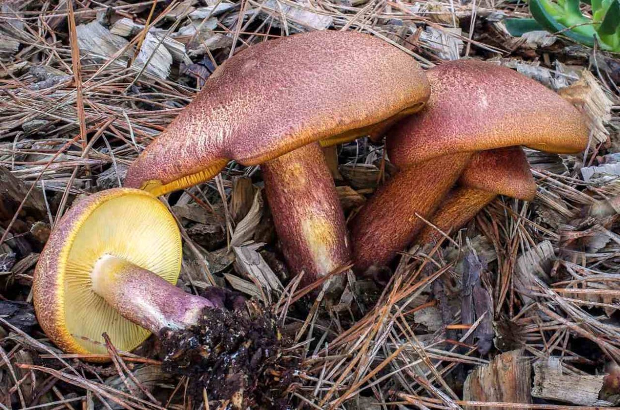 Грибы Петушки рядовки