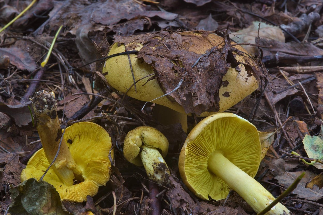 Рядовка Овернская Tricholoma arvernense