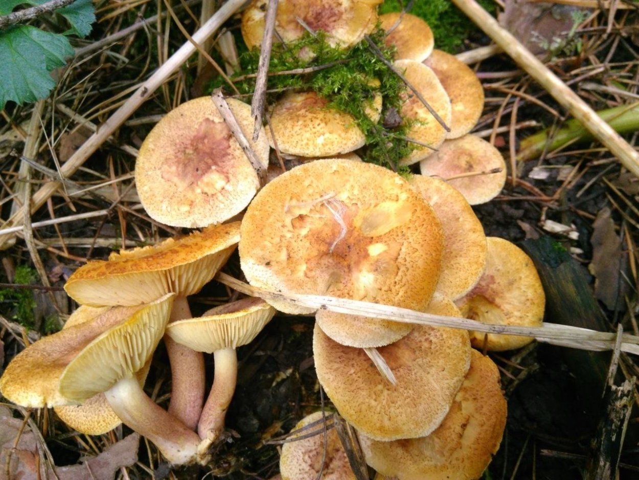 Tricholoma flavobrunneum