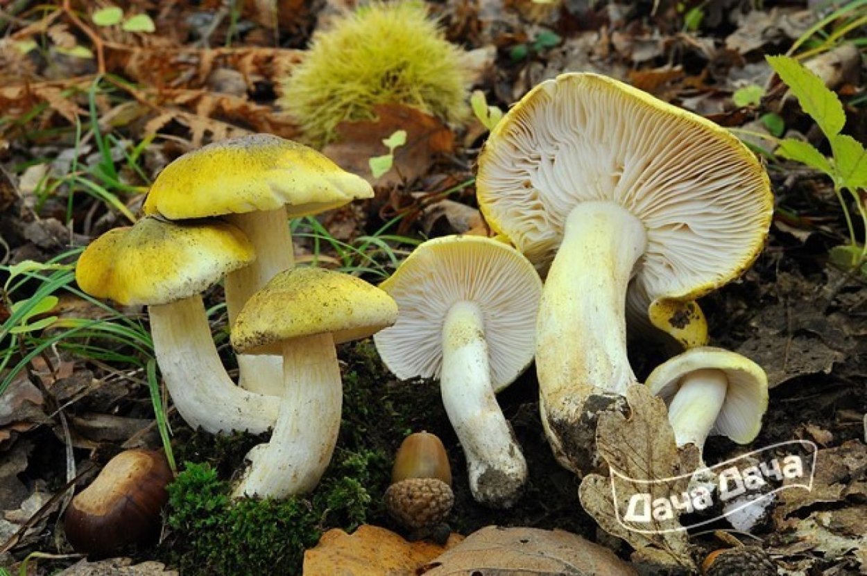 Гриб рядовка желто красная