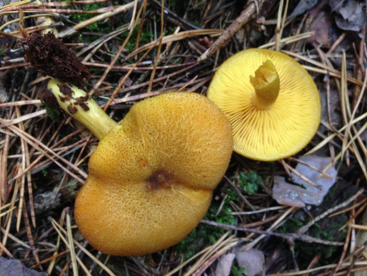 Зеленушка гриб съедобный