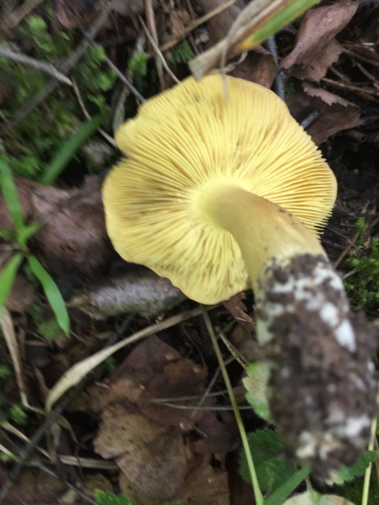 Рядовка гульден (Tricholoma guldeniae)