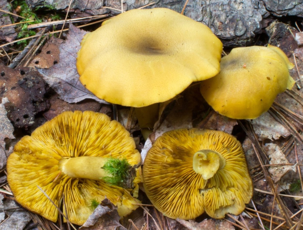 Рядовка серно-желтая