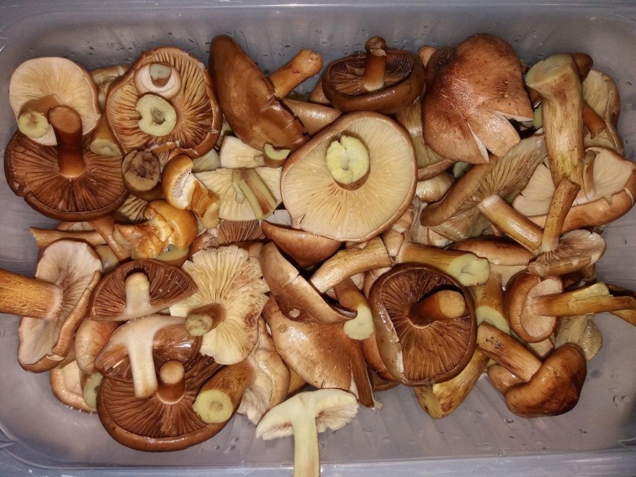 Tricholomopsis rutilans