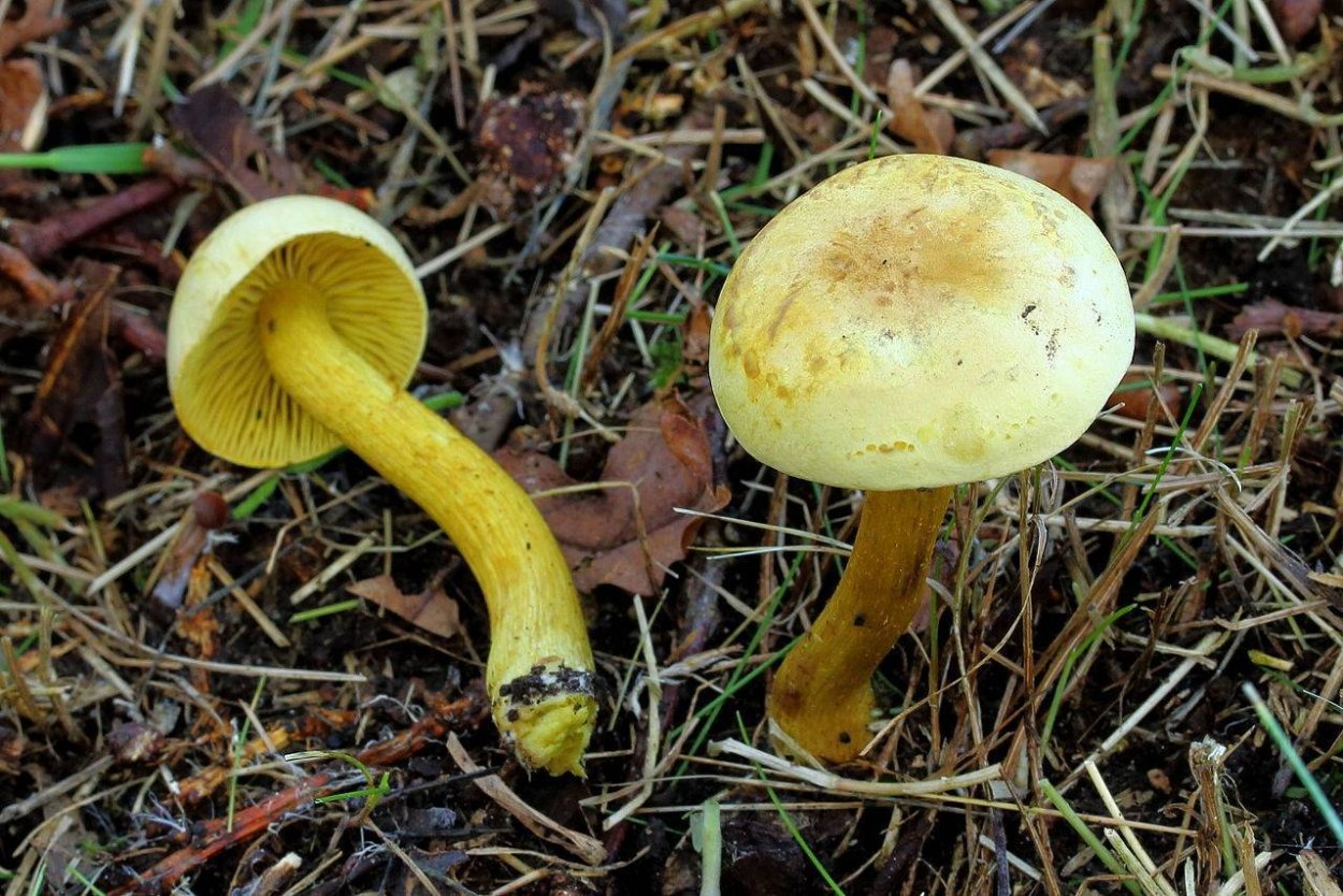Рядовка серно-желтая (Tricholoma Sulphureum)