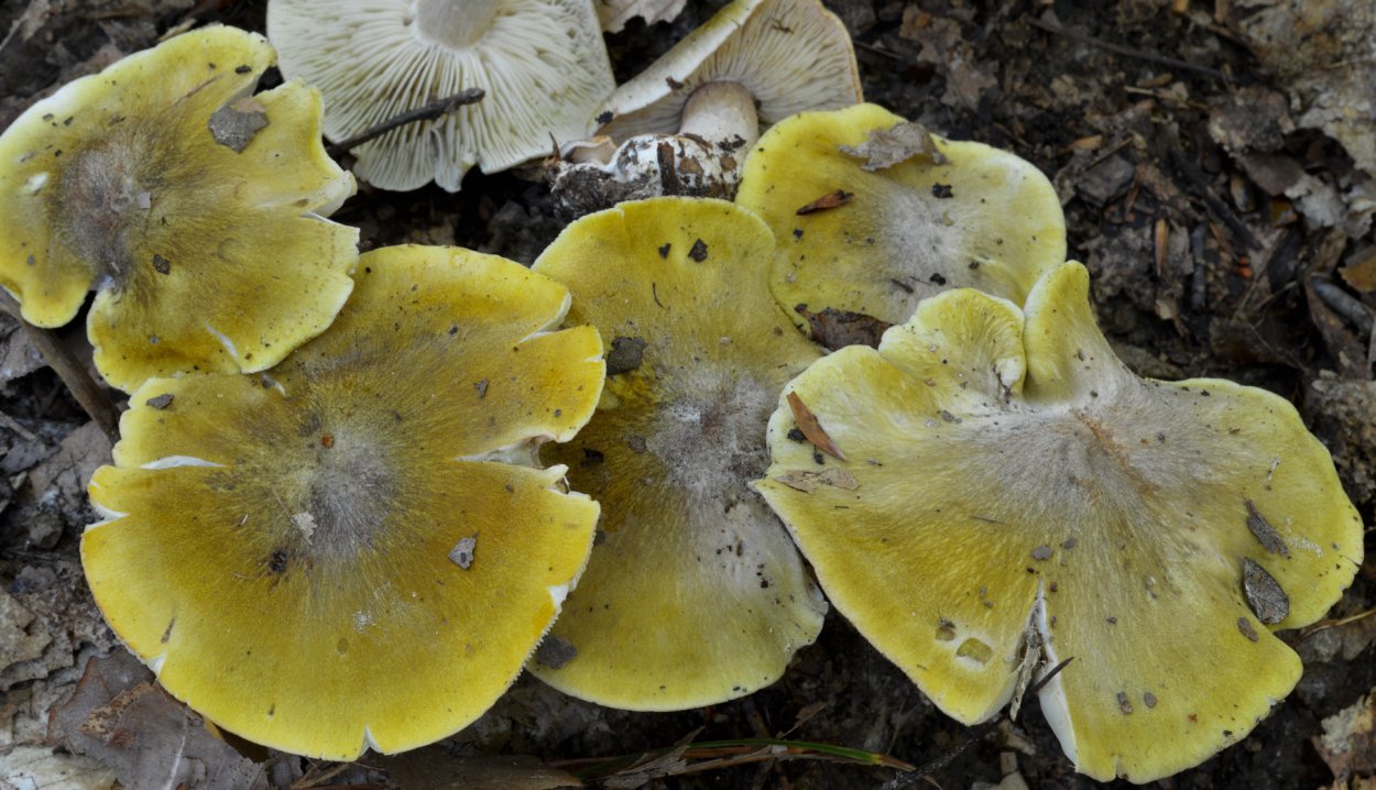 Рядовка золотистая