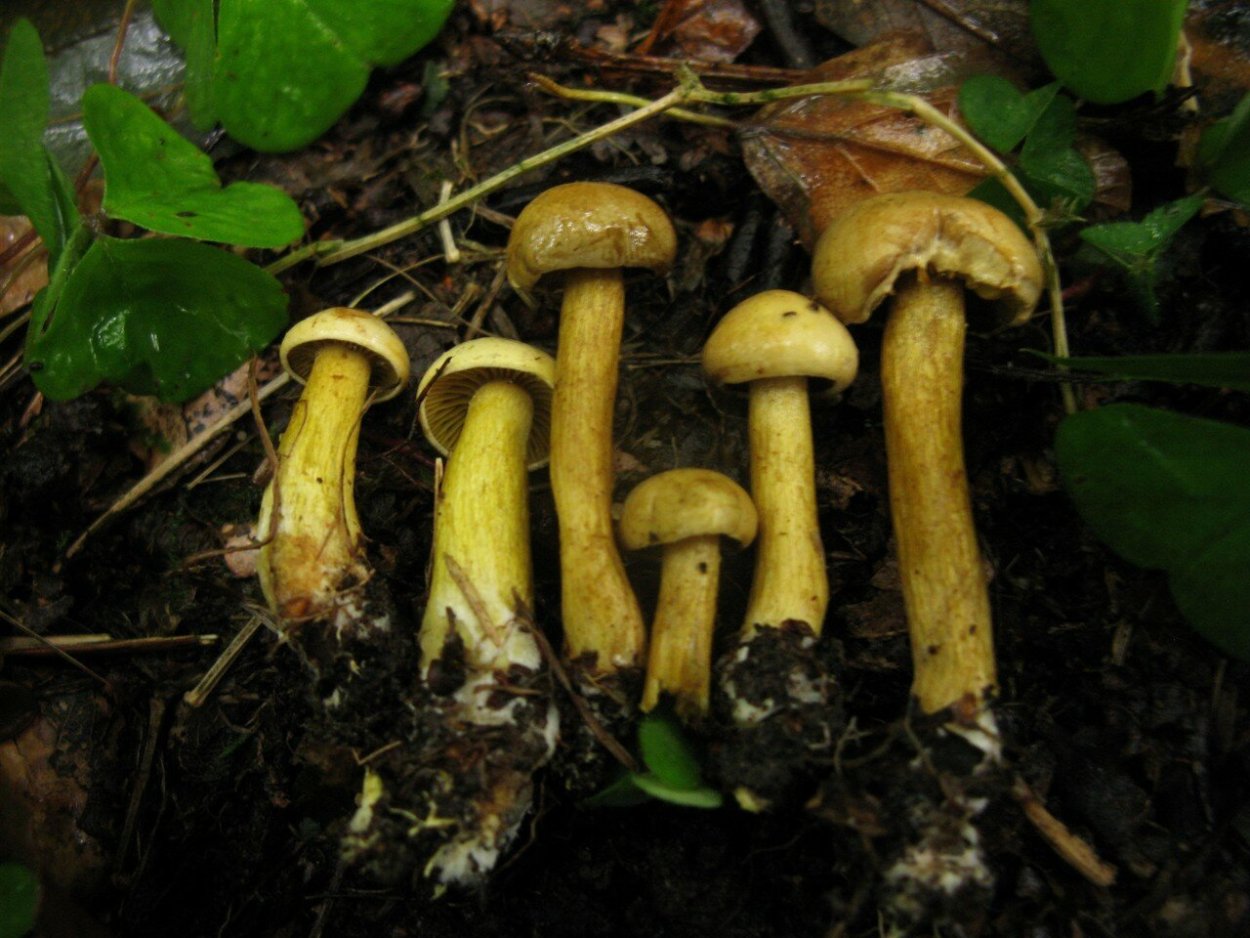 Рядовка фиолетовая