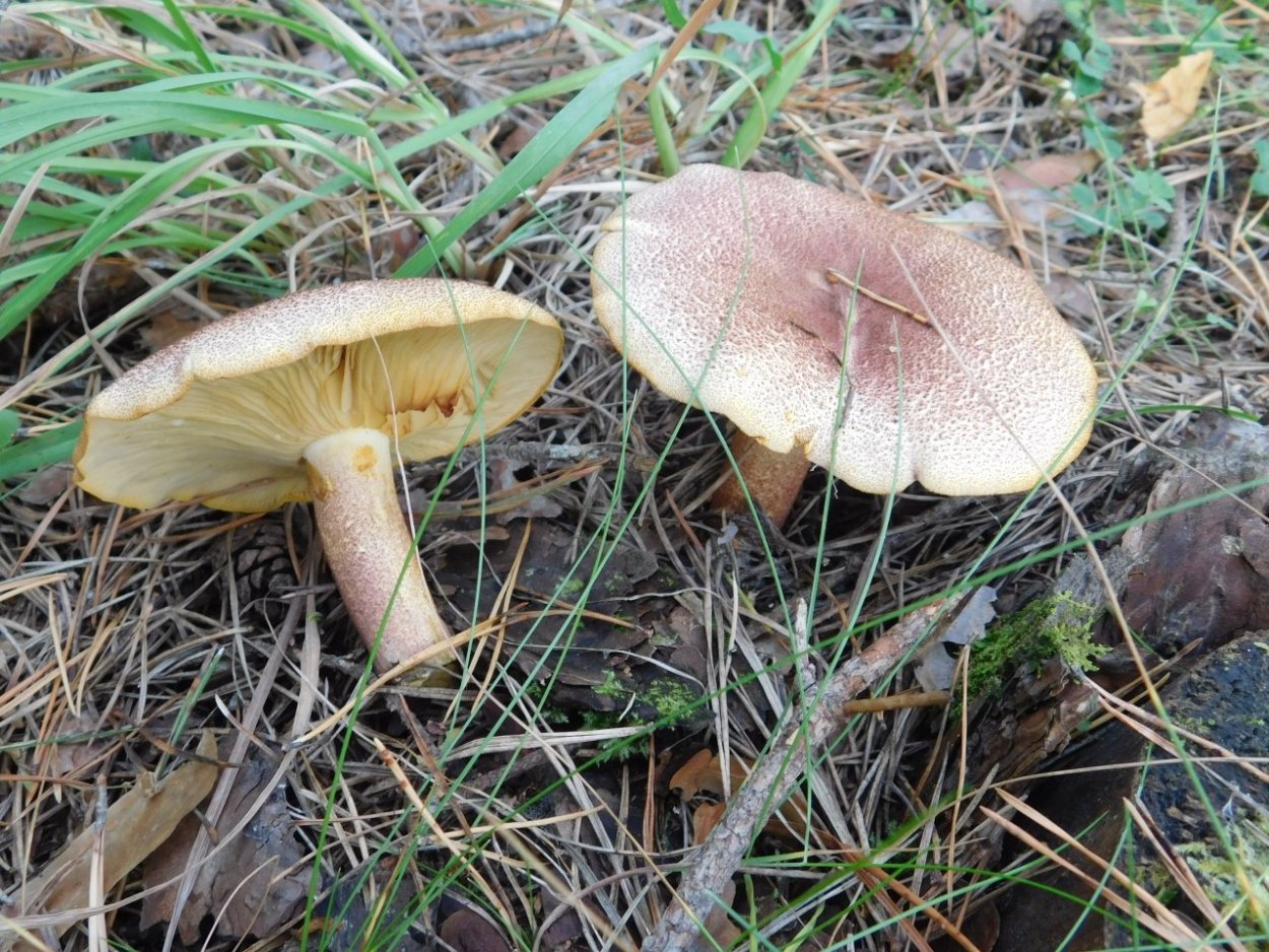 Серушки и зеленушки