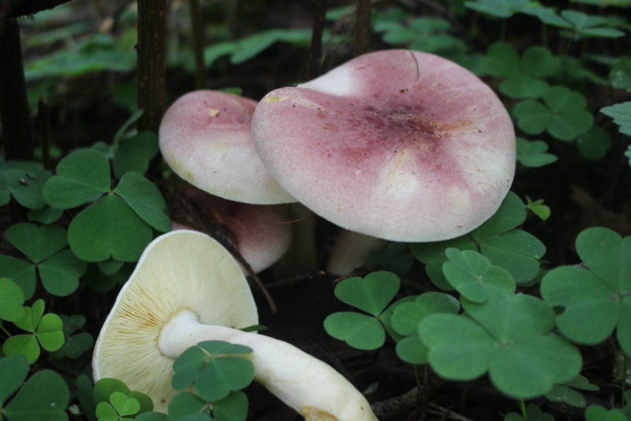 Рядовка зеленушка