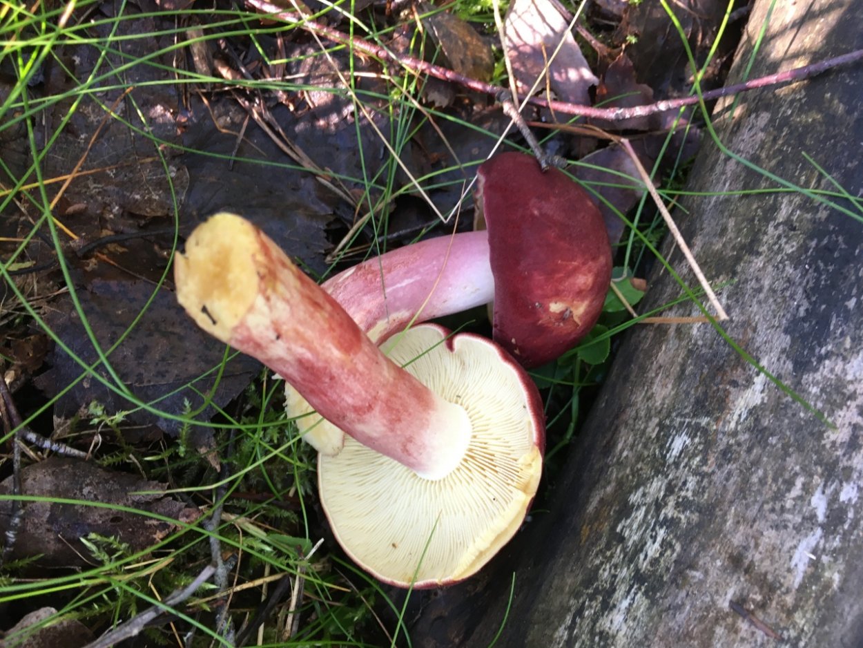 Рядовка желтая